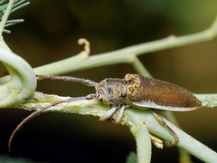 Rhytiphora decipiens