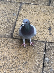 Columba livia domestica