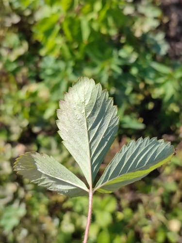 Šlaitinė žemuogė nuotrauka