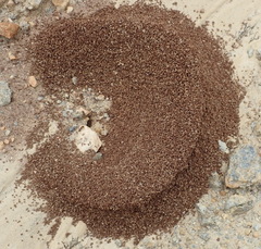 Camponotus vestitus