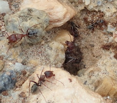 Camponotus vestitus