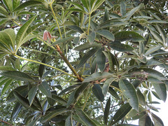 Sterculia murex