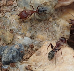 Camponotus vestitus