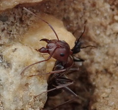 Camponotus vestitus