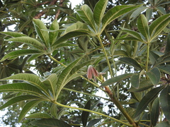 Sterculia murex