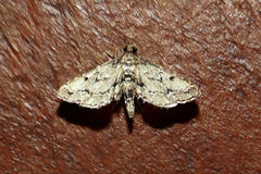 Sufetula hemiophthalma
