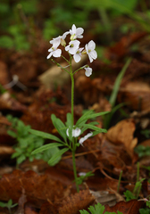 Cardamine trifida