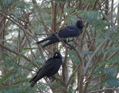 Corvus splendens