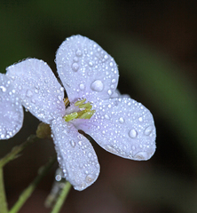 Cardamine trifida