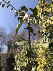 Hedera helix