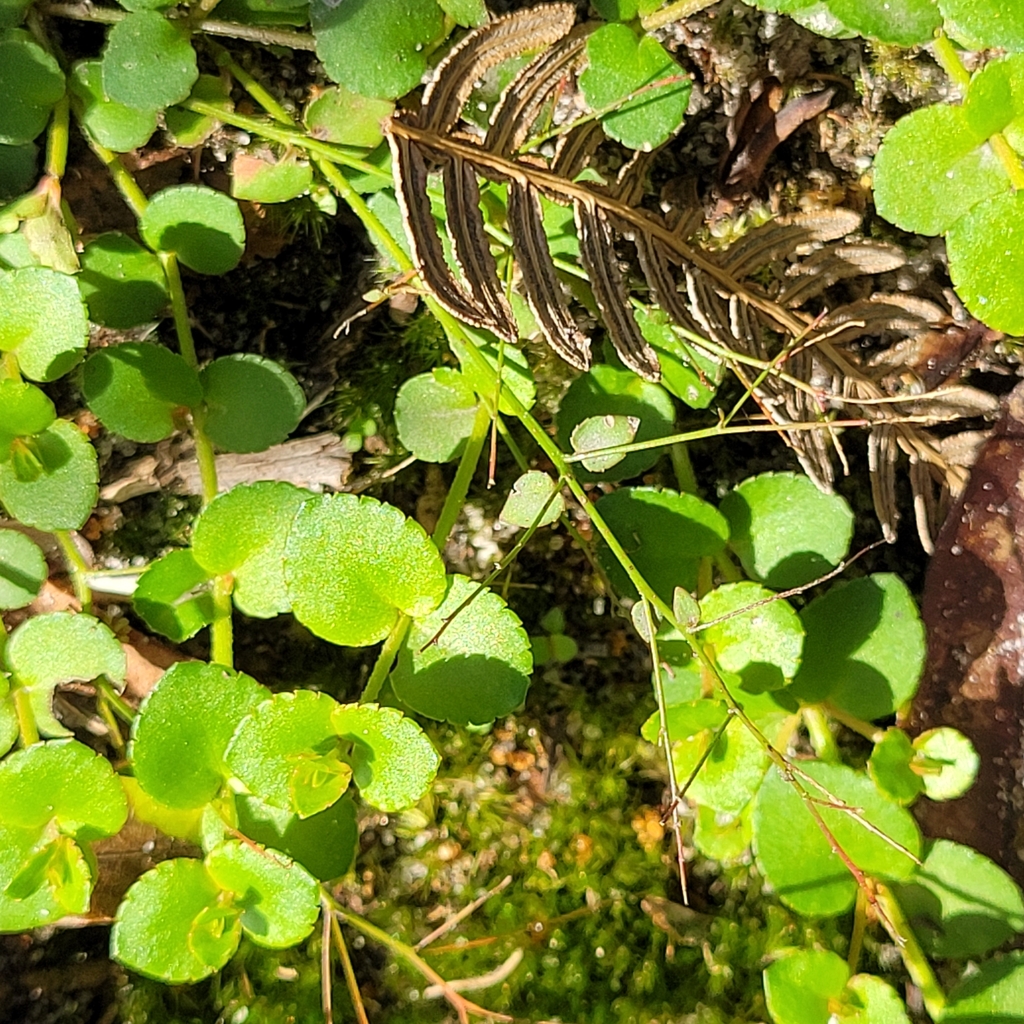 creeping raspwort from Mt Erin /Golf Links Rd, Frankston VIC 3199 ...