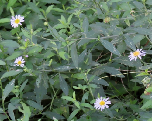 Image of Aster yomena by (c) mami_t_t, some rights reserved (CC BY)