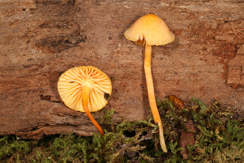 Hygrophorineae (Photo 2 of 3)