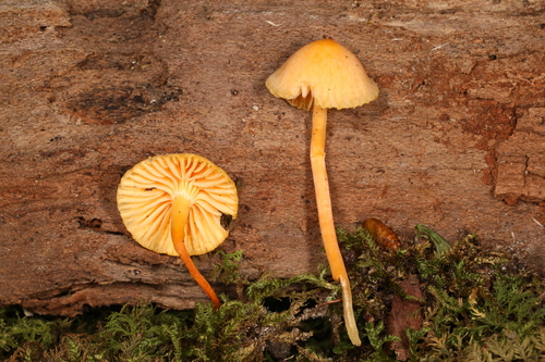Hygrophorineae (Photo 3 of 3)