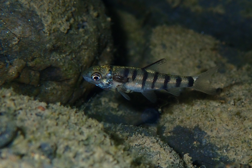Taiwan barb (Acrossocheilus paradoxus) — Cyprinidae