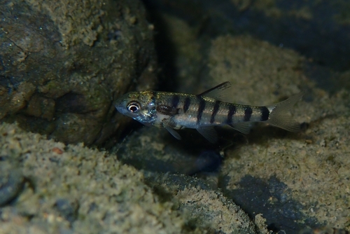 Taiwanese sierbarbeel (Acrossocheilus paradoxus) — Cyprinidae
