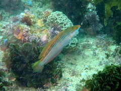 Suezichthys arquatus