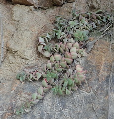 Crassula pellucida marginalis