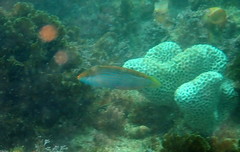 Suezichthys arquatus