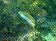 Suezichthys arquatus