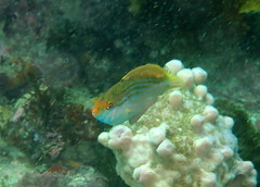 Suezichthys arquatus