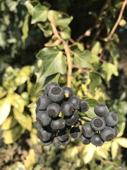 Hedera helix