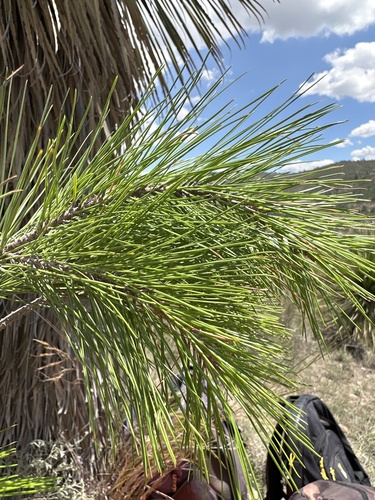 Pinus greggii, photograph 6