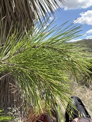 Pinus greggii, photograph (c) Carlos Martorell, some rights reserved (CC BY)