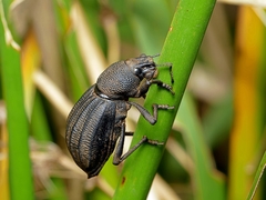 Talaurinus impressicollis