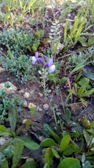 Linaria ricardoi