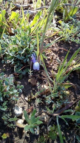 Linaria ricardoi