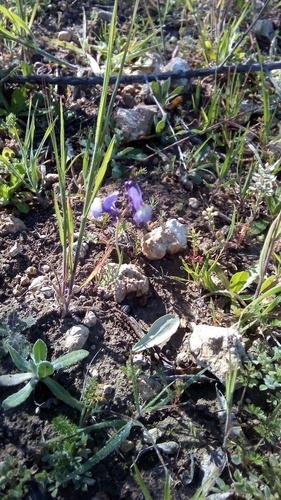 Linaria ricardoi