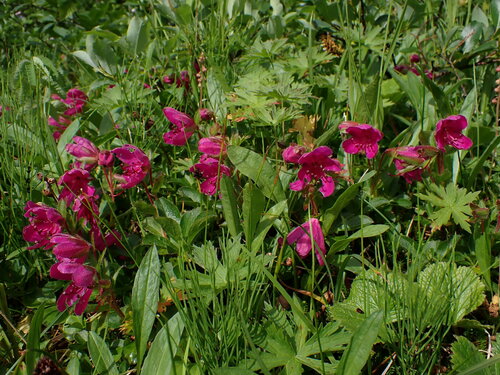 Image of Rhododendron camtschaticum by (c) Nolan Exe, some rights reserved (CC BY)