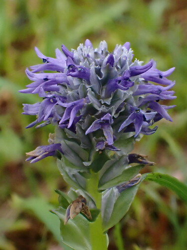 Image of Lagotis glauca by (c) Nolan Exe, some rights reserved (CC BY)