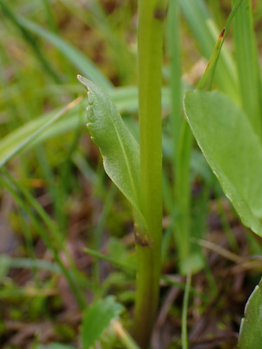 Image of Lagotis glauca by (c) Nolan Exe, some rights reserved (CC BY)