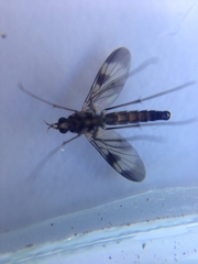 Keroplatidae