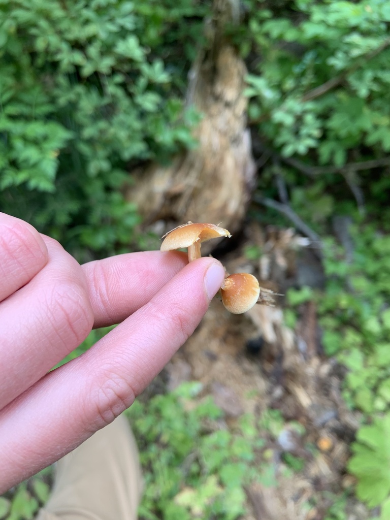 Scalycaps from Idaho Panhandle National Forest, Bonners Ferry, ID, US