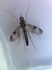 Keroplatidae