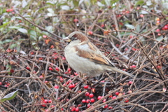 Passer domesticus