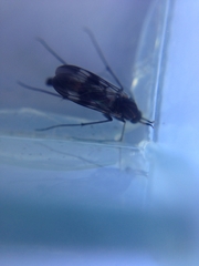 Keroplatidae