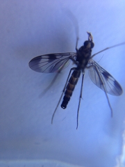 Keroplatidae