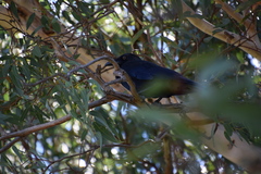 Corvus coronoides perplexus