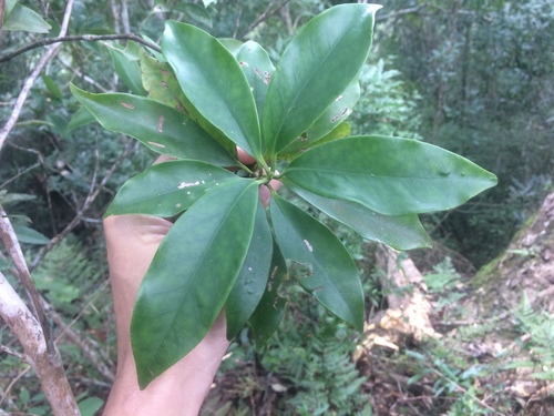 Image of Illicium Arborescens (Illicium arborescens) by (c) 呂一起(Lu i-chi), some rights reserved (CC BY)