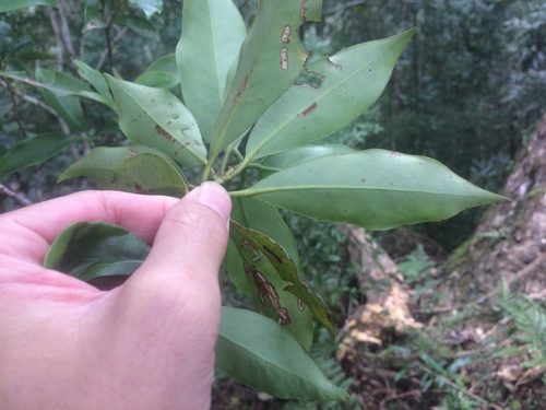 Image of Illicium Arborescens (Illicium arborescens) by (c) 呂一起(Lu i-chi), some rights reserved (CC BY)