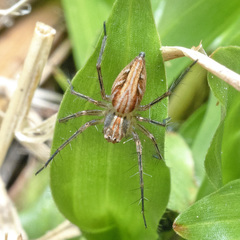 Oxyopes javanus