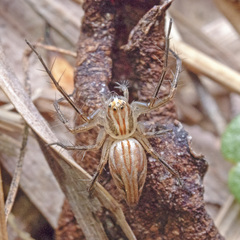Oxyopes javanus