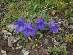 Campanula dasyantha