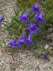 Campanula dasyantha