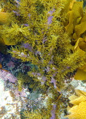 Dysideidae