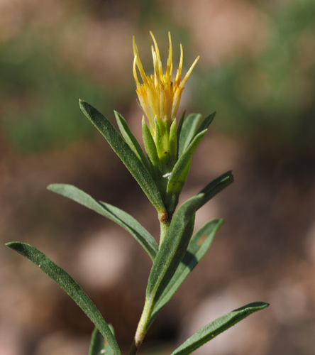 subalpine goldenbush (Ericameria zionis)